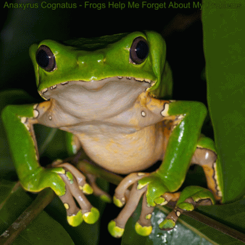 Frogs Help Me Forget About My Problems